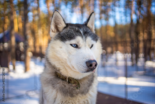 Portrait of gorgeous, cute and happy Siberian Husky dog standing in dog farm near Kemerovo, Siberia, Russia