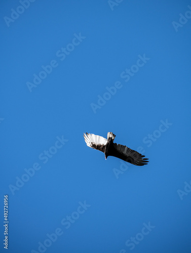 a dark brown eagle soars against the blue sky in the Dominican Republic 