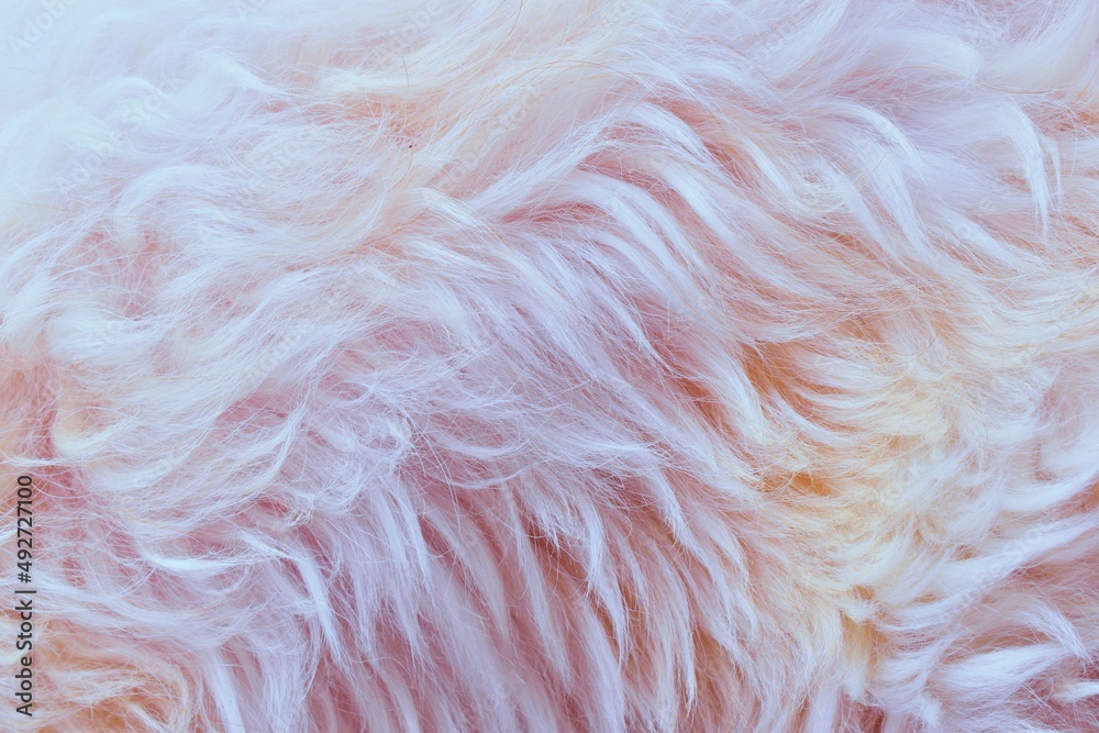 Fototapeta premium Abstract white pink fur texture background close-up