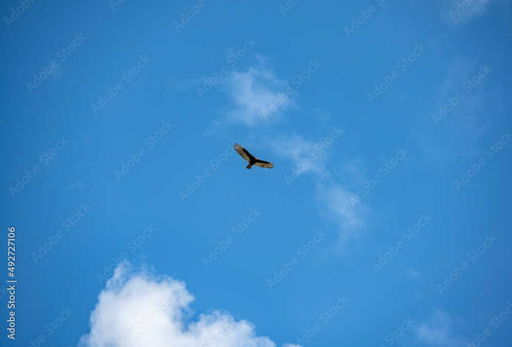 a dark brown eagle soars against the blue sky in the Dominican Republic a dark brown eagle soars against the blue sky in the Dominican Republic