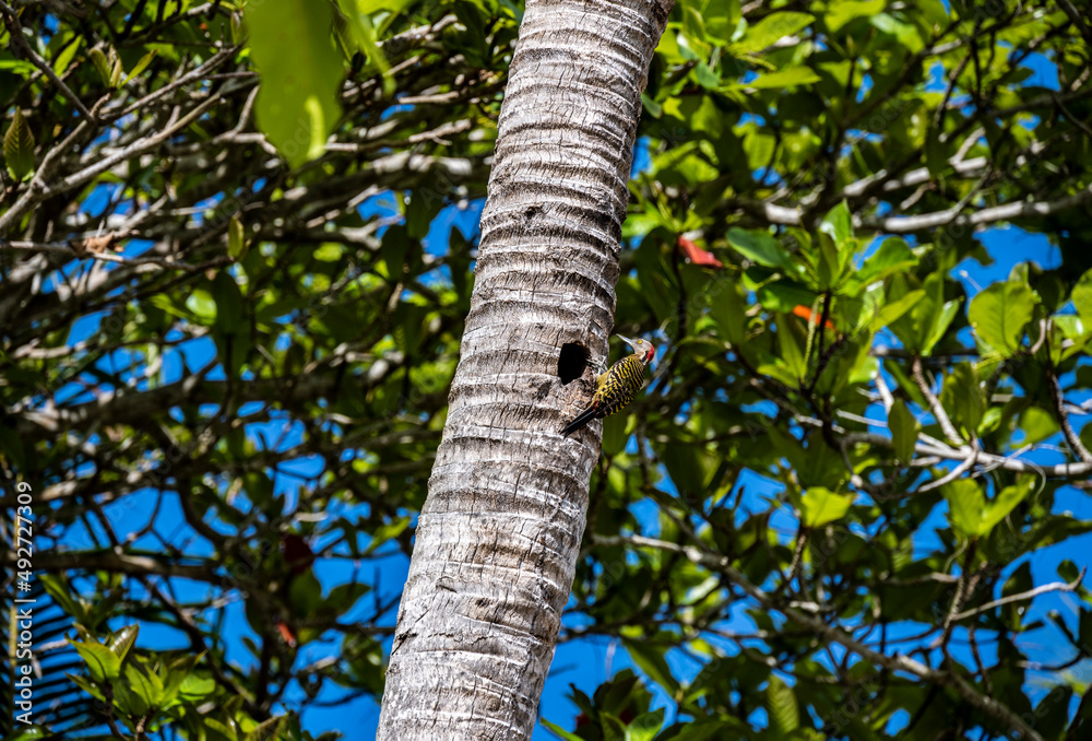 Fototapeta premium yellow and black tropical woodpecker - Haitian melanerpes on a palm tree near its nest and chick in the Dominican Republic