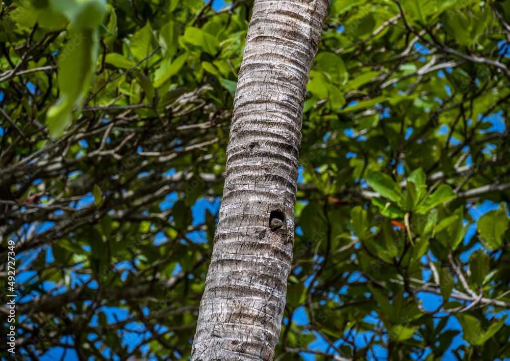 Fototapeta premium yellow and black tropical woodpecker - Haitian melanerpes on a palm tree near its nest and chick in the Dominican Republic