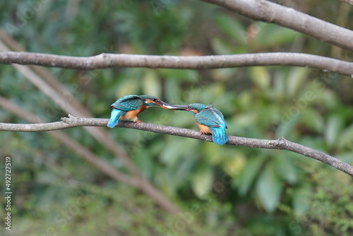 kingfisher in the forest photo