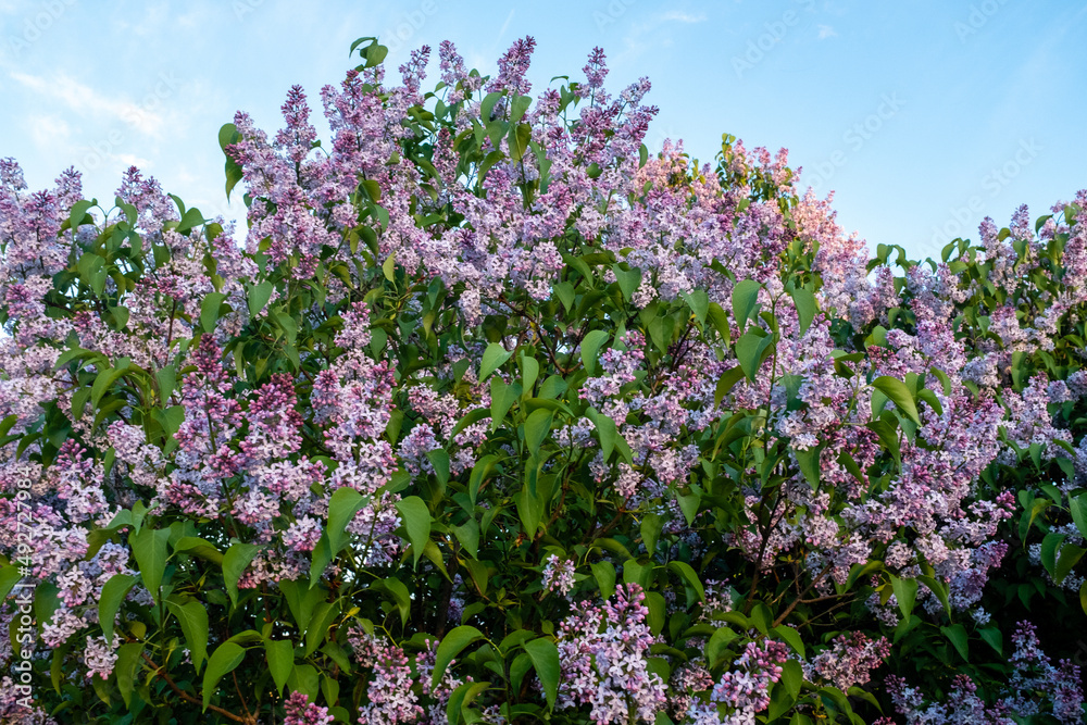 Beautifully blooming lilac bushes on blue sky background. Fresh lilac flowers in the spring garden at the sunny day for screensaver, wallpaper, publication, poster, calendar, banner, cover, website