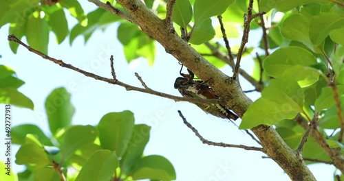 蝉(クマゼミ)が鳴いている4K動画、集音マイクで収録 photo