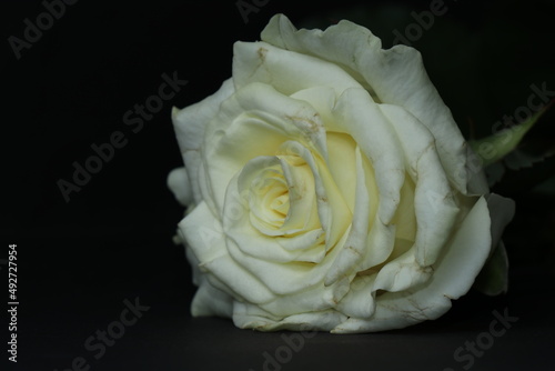 A chic white rose isolated on a black background. Beautiful white flower