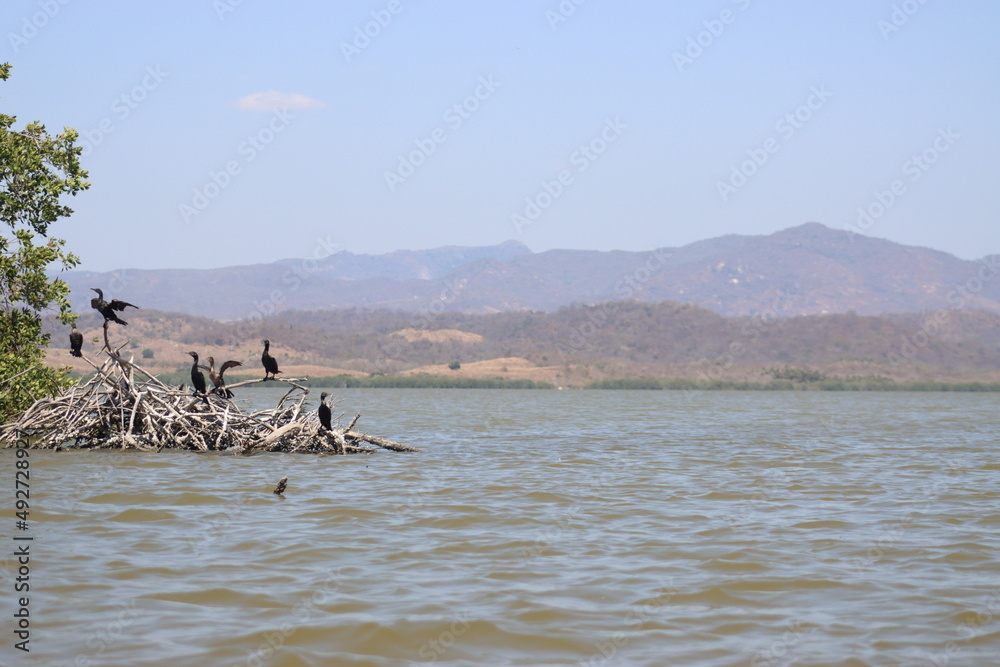 ducks on the lake of tecomate pesquería 