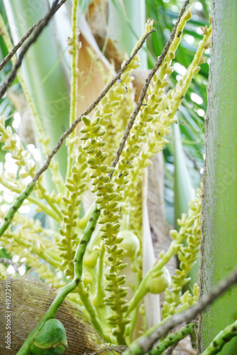 Close up of coconut flower bloom on tree