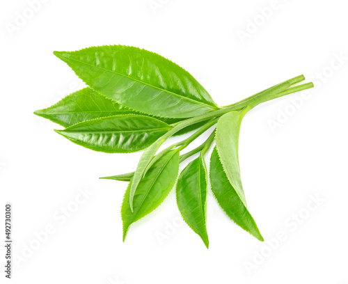 Foto green tea leaf isolated on white