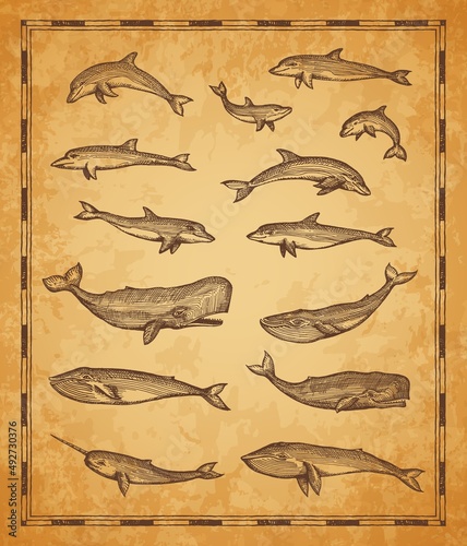 Vintage map elements with whales and sperm whale, narwhal and dolphins, vector sketch. Sea sailing map with ocean animals, sailor scroll retro sketch or monochrome woodcut