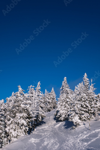 Winter wonderland in the mountains. Hiking path on top of mountain through spruces covered in frozen snow. Blue sky and white trees winter background