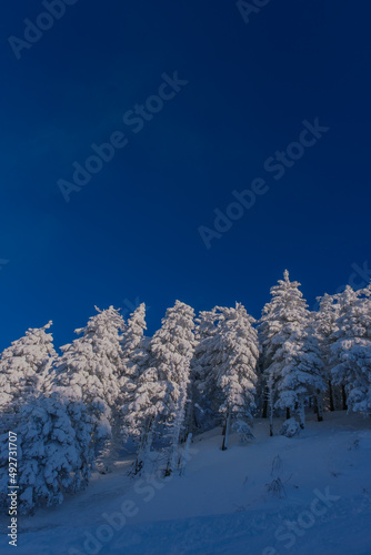 Winter wonderland in the mountains. Spruces covered in frozen snow. Blue sky and white trees winter background