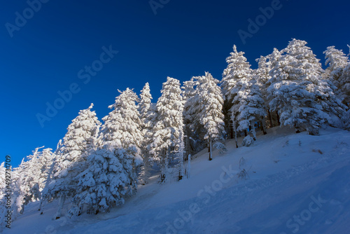 Winter wonderland in the mountains. Spruces covered in frozen snow. Blue sky and white trees winter background © Creatikon Studio