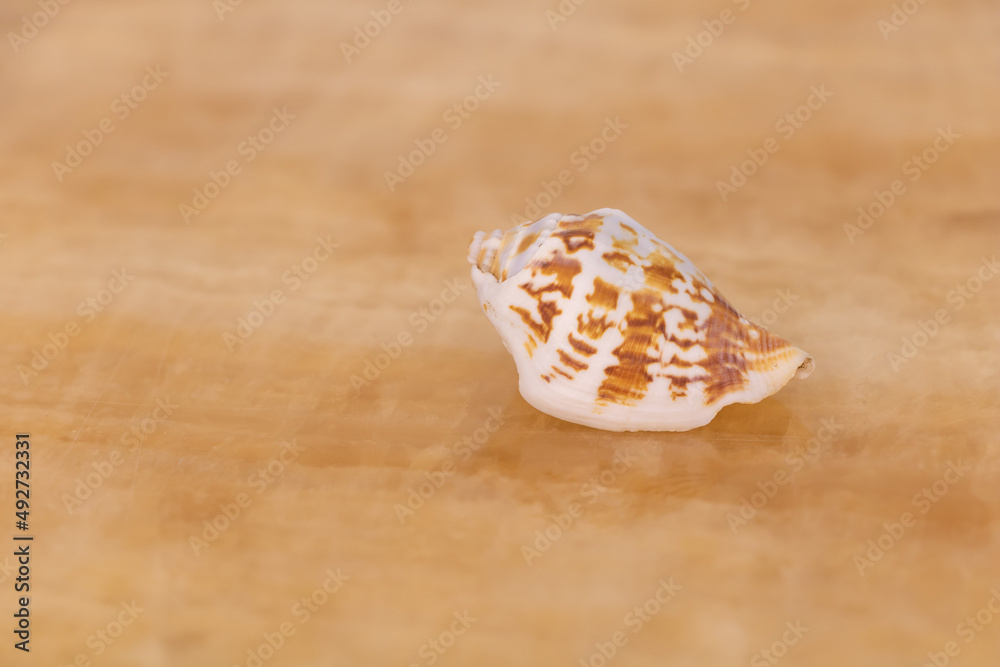 Selective focus of a seashell on beige background Selective focus of a seashell on beige background