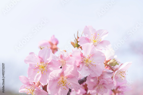 さくら やさしいピンクの桜 春のイメージ