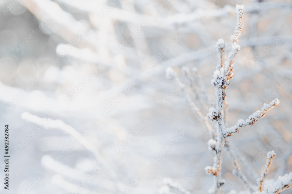 Structure and texture of ice lenses, frozen snowflakes on a tree branches. Frost and cold. Cold gamma. Selective focus. Winter season and frost. Sub-zero temperature. Close-up. First snow.