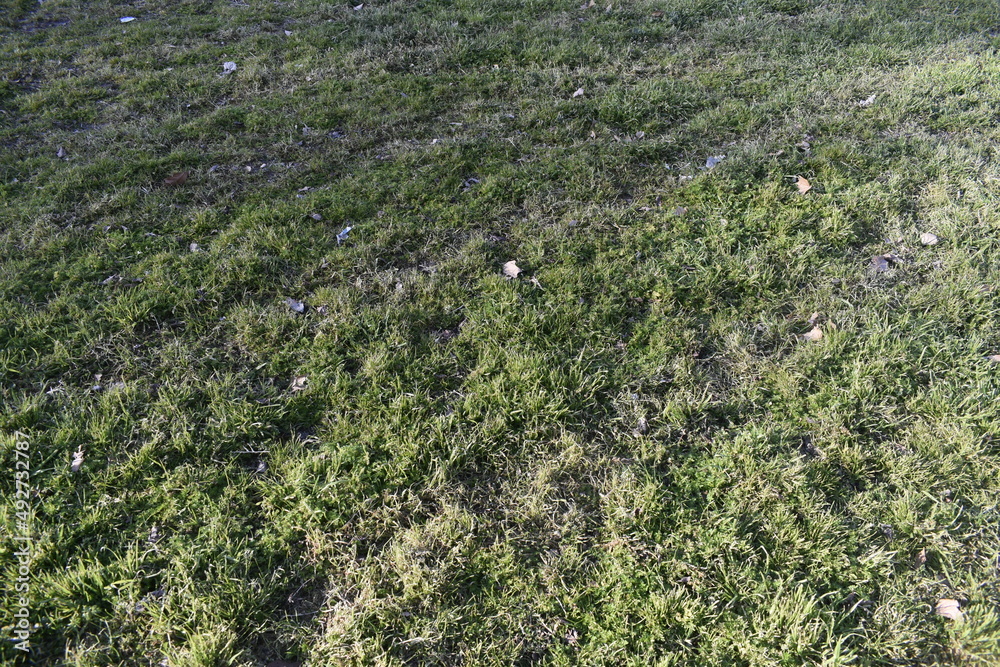 field of lavender field of lavender
