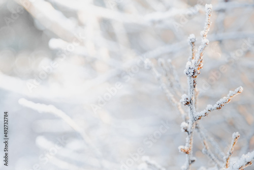 Structure and texture of ice lenses, frozen snowflakes on a tree branches. Frost and cold. Cold gamma. Selective focus. Winter season and frost. Sub-zero temperature. Close-up. First snow. © Artem