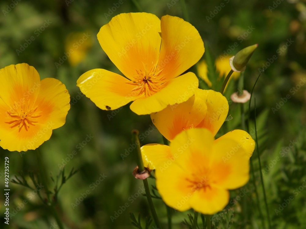 fleur fleur