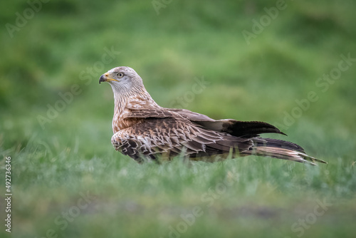 A close up portrait of a red kite, milvus milvus, standing on the grass with out of focus foreground and background