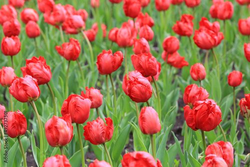 red tulips in park