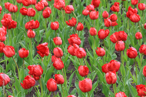 red tulups flowers photo