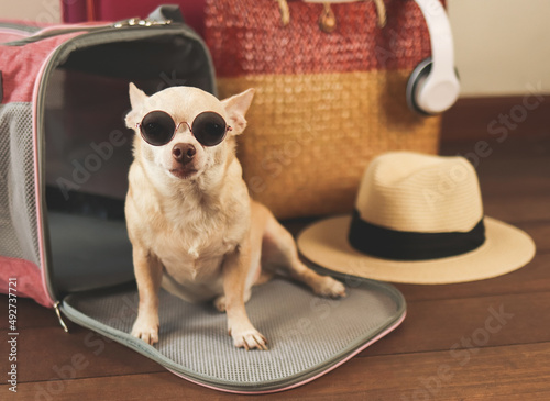 brown chihuahua dog wearing sunglasses sitting in front of traveler pet carrier bag with travel accessories, ready to travel. Safe travel with animals.