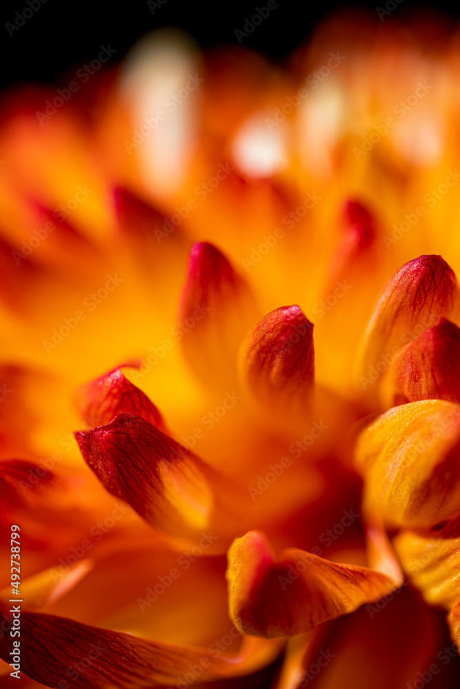 Nahaufnahme einer orangefarbenen Chrysantheme