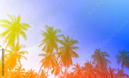 The baner Summer Vintge  colorfully with Palm Trees Vintage - cloud sky summer tropical summer image background © SASITHORN