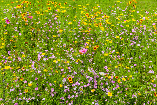 Wildblumenwiese mit bunten Wiesenblumen
