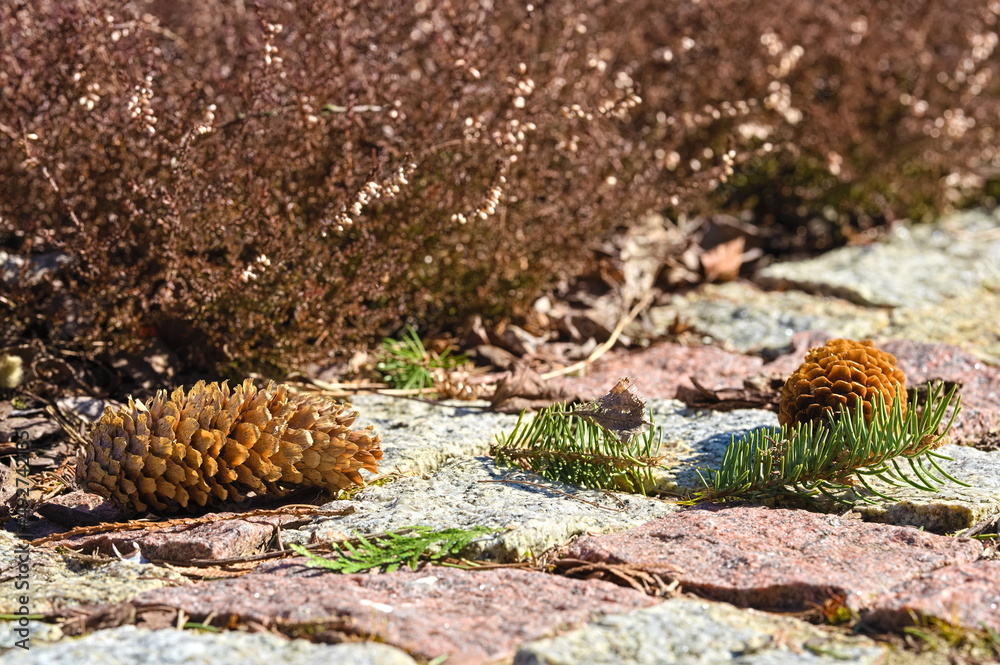 Dried cone lying on the path in the garden Dried cone lying on the path in the garden