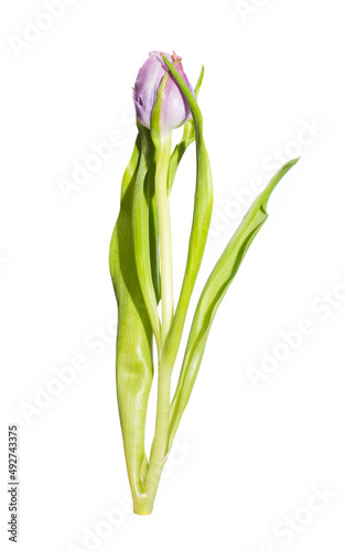 Purple tulip flower on white background