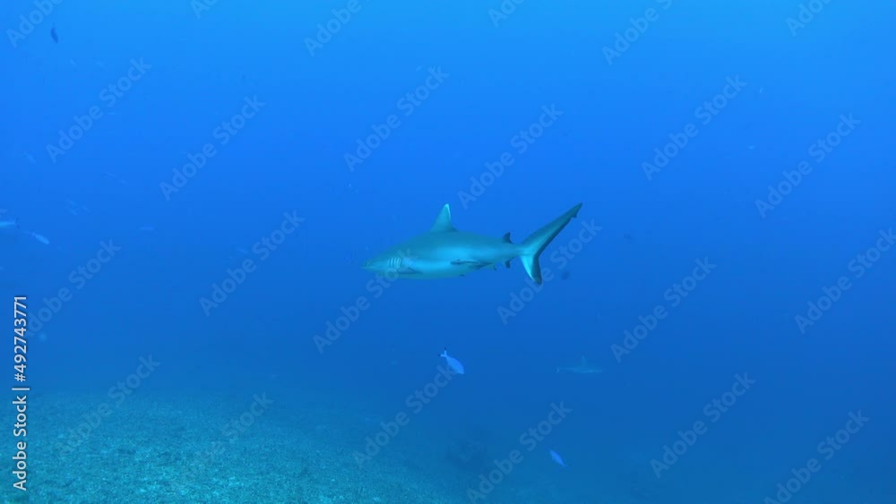 Wildlife underwater - Grey shark swimming in blue water