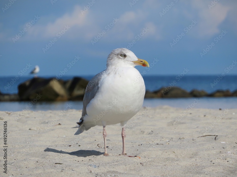 seagull standing on the beach