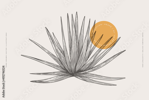 Hand-drawn blue agave bush. Tropical plant on a light background isolated. Can be used for your design. Vintage botanical illustration in engraving style. photo
