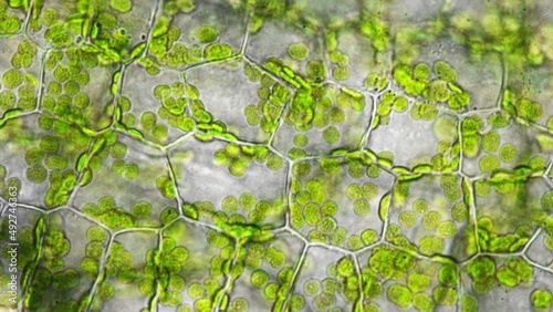 Plant cell life under microscope. High resolution timelapse with 1000x magnification. Biology lab research process. Mimicry and adaptation