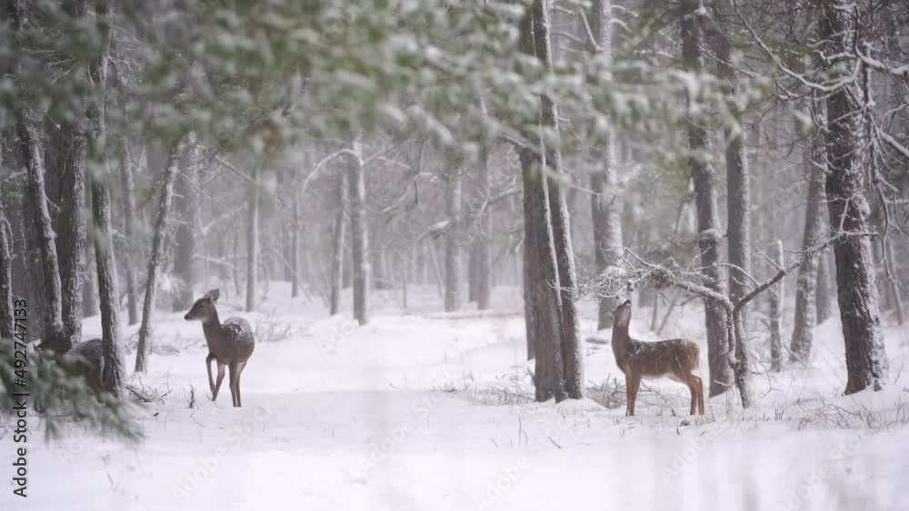 Family Of Deer In Woodland Covered In Snow At Winter In New Jersey, USA. wide Family Of Deer In Woodland Covered In Snow At Winter In New Jersey, USA. wide