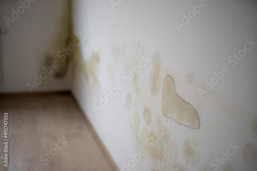 strong mildew in large stains is located on white interior wall in apartment