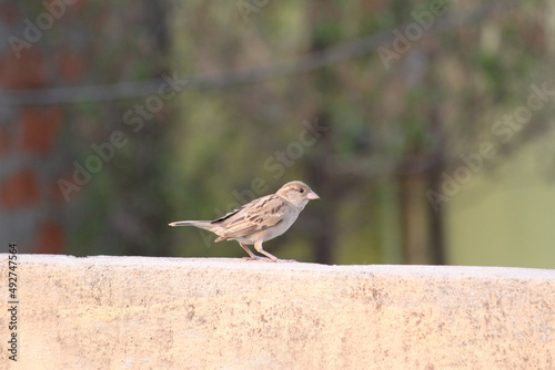 Sparrow standing on the wall and looking