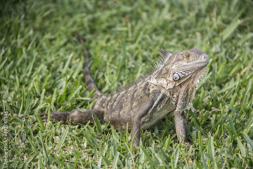 lizard on grass