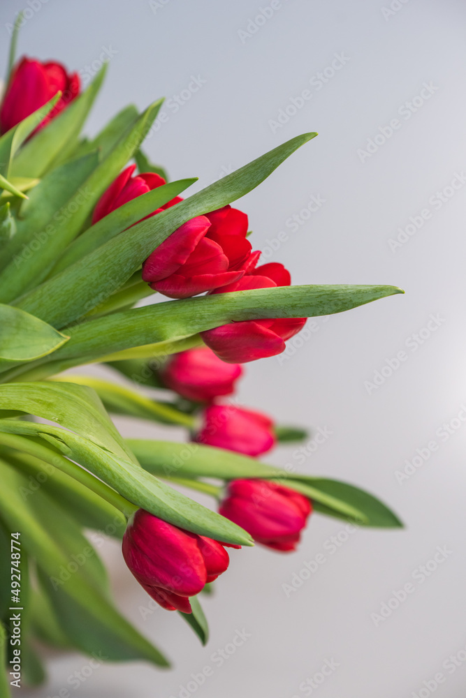 Red tulips on a white background, copy space Red tulips on a white background, copy space