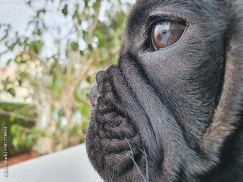 Konstfotografi Cachorro de bulldog francés negro y su expresiones