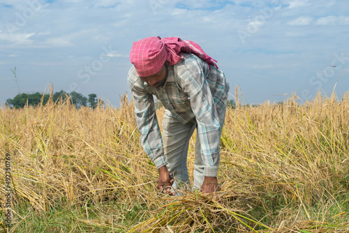 farmer cutting paddy in rural, India photo