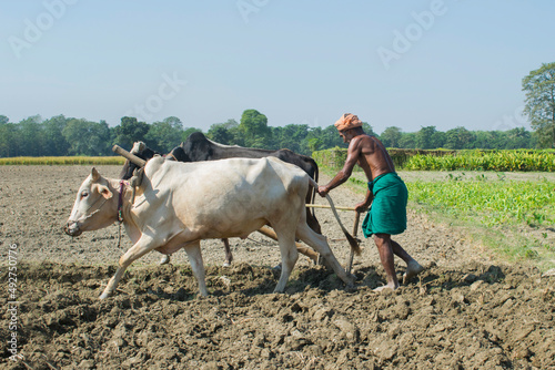 indian Farmer ploughing field