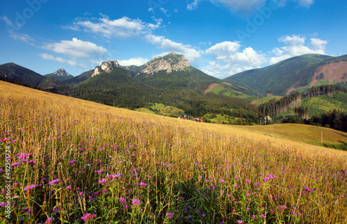 Summer meadow with wild flowers in Slovakia mountain, Terchova photo