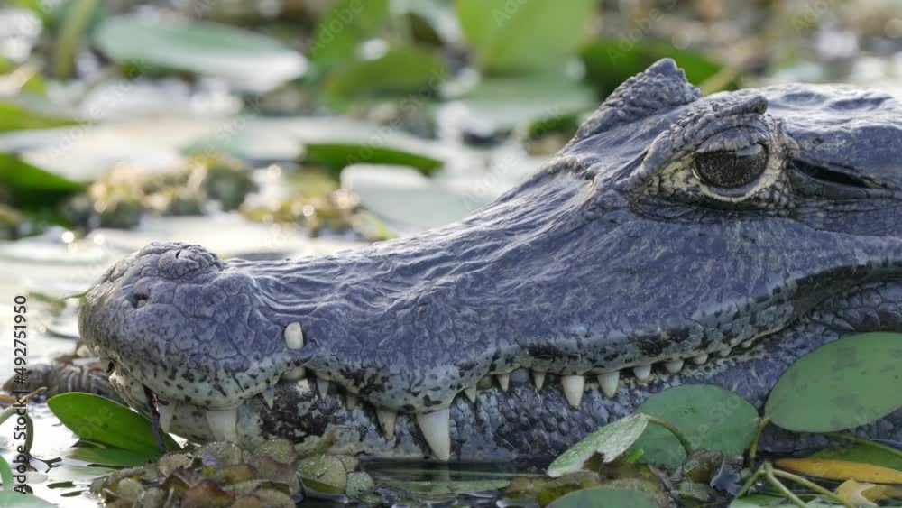 Ponderous yacare caiman with sharp teeth laying idle in the swampy lake, sleeping with one eye