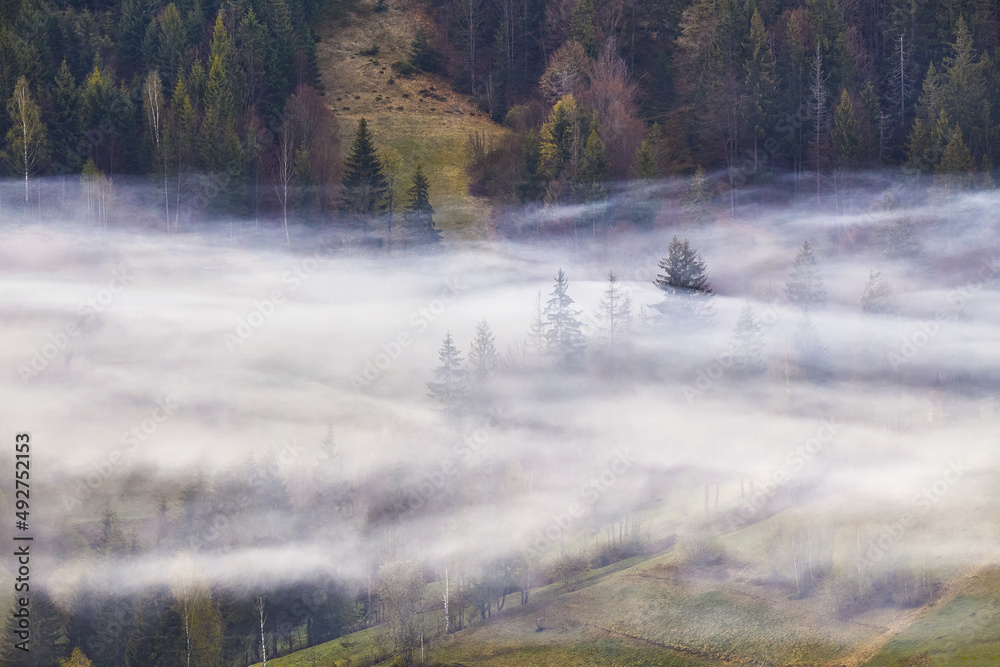 Woodland in clouds of fog. Spring landscape. Forest on hills. Rural Ukraine Carpathian mountains sunrise.
