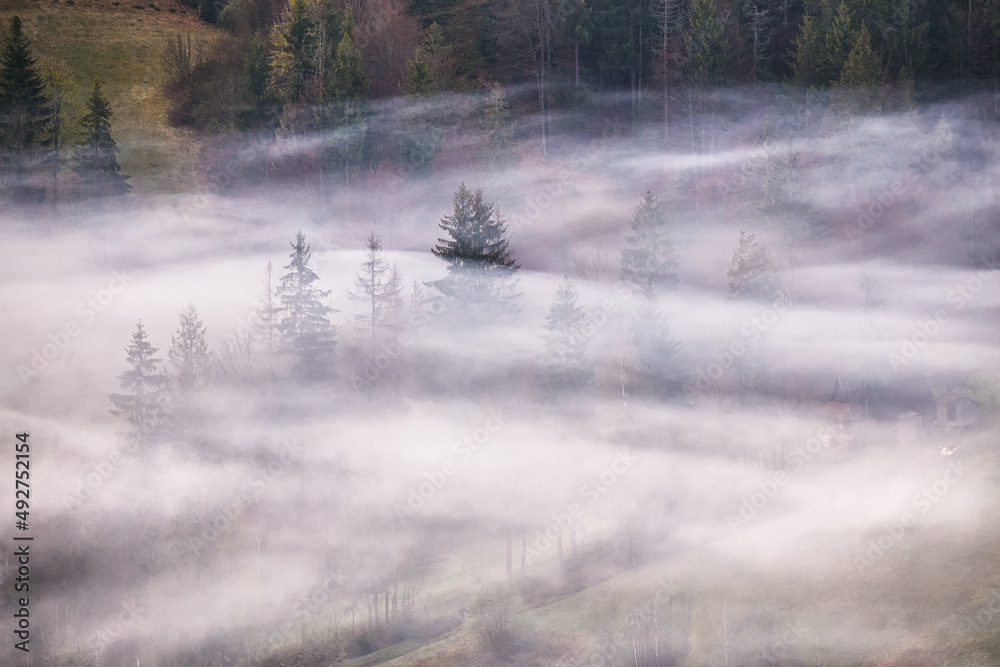 Woodland in clouds of fog. Spring landscape. Forest on hills. Rural Ukraine Carpathian mountains sunrise