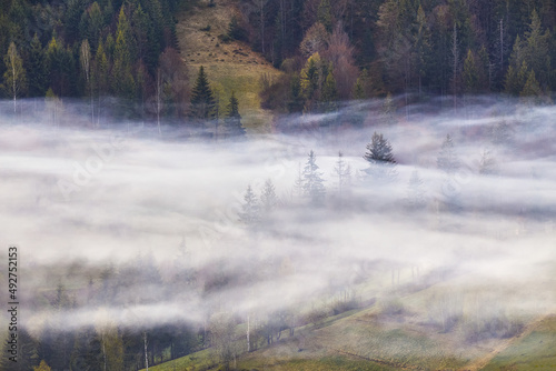Obraz na płótnie Woodland in clouds of fog. Spring landscape. Forest on hills. Rural Ukraine Carpathian mountains sunrise. w salonie