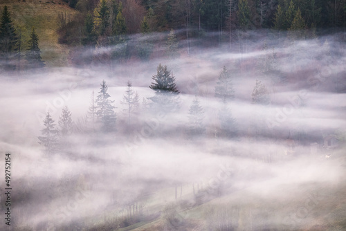 Obraz na płótnie Woodland in clouds of fog. Spring landscape. Forest on hills. Rural Ukraine Carpathian mountains sunrise w salonie